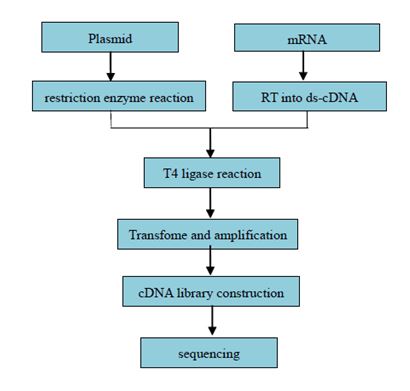 Konstrukce cDNA knihovny a EST sekvenování