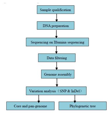 Celogenomové re-sekvenování bakteriální populace