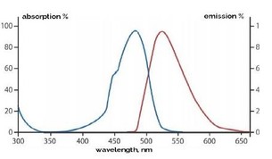 StainIN ™ GREEN excitační maximum - 490 nm a dvě emisní maxima - vazba na DNA - 520 nm; vazba na RNA - 635 nm