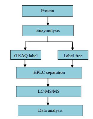 Kvantitativní proteomika