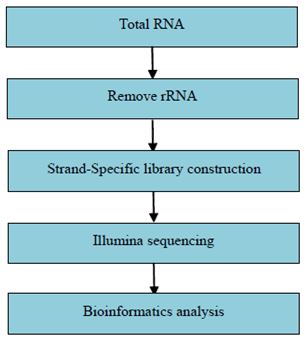 Experimentální postup a metody