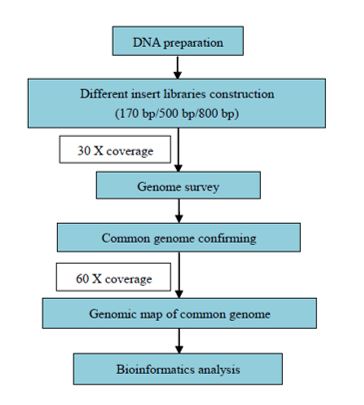 Mapa obecného genomu
