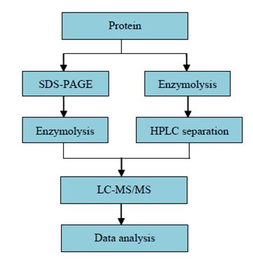 Profilování proteomu