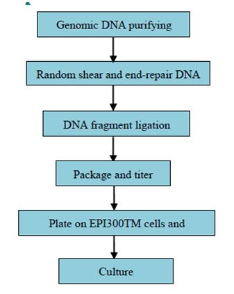 Konstrukce fosmidové knihovny