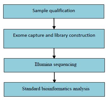 Sekvenování exomu u opic