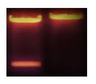 Barviva pro zpracování nukleových kyselin během elektroforézy