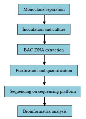 Koncové sekvenování BAC/Fosmidů