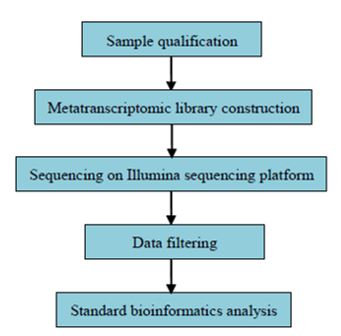 Metatranskriptomický průzkum