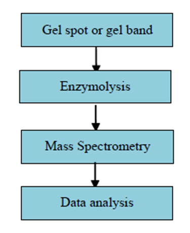 Identifikace proteinů