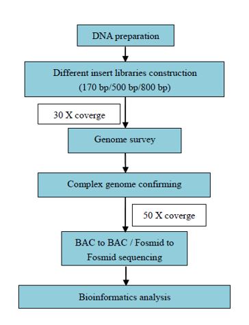 Genomová mapa komplexního genomu
