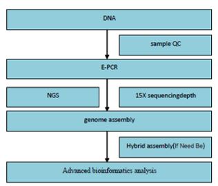 Bakteriální podrobná mapa – upgrade