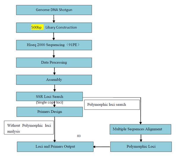 NGS-vývoj na základě SSR lokusů